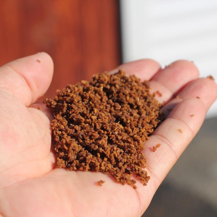 乌龙头苗 乌龙头种子 基地直供 现货批发