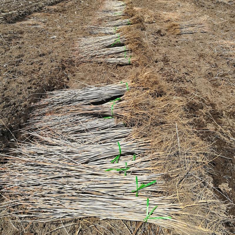 辽宁黄菠萝树苗 黄柏苗木厂家直销供应 桓仁瑞林