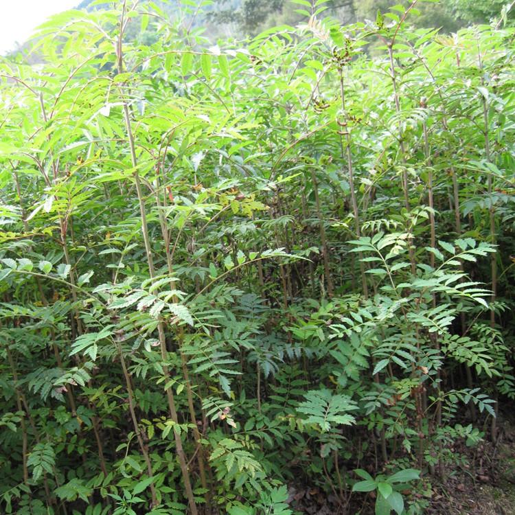 辽阳花楸苗批发 花楸小苗 根系好易成活