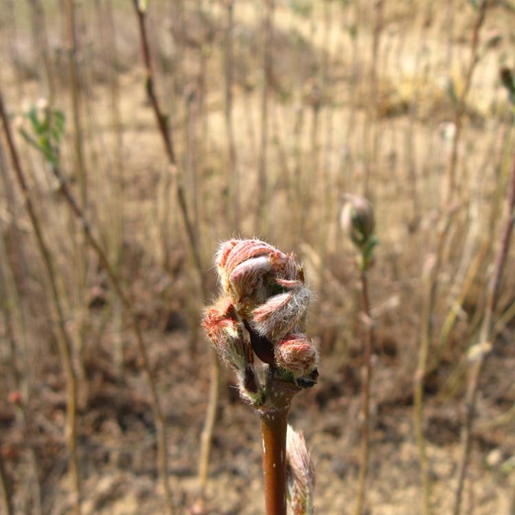 基地直销花楸苗 规格齐全 苗圃直发 量大从优
