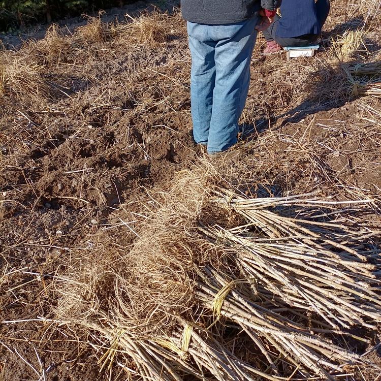 乌龙头苗 刺老包苗 量大从优 基地直供