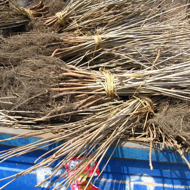 东北核桃楸树苗 辽宁核桃楸小苗批发 东北山核桃树树苗价格