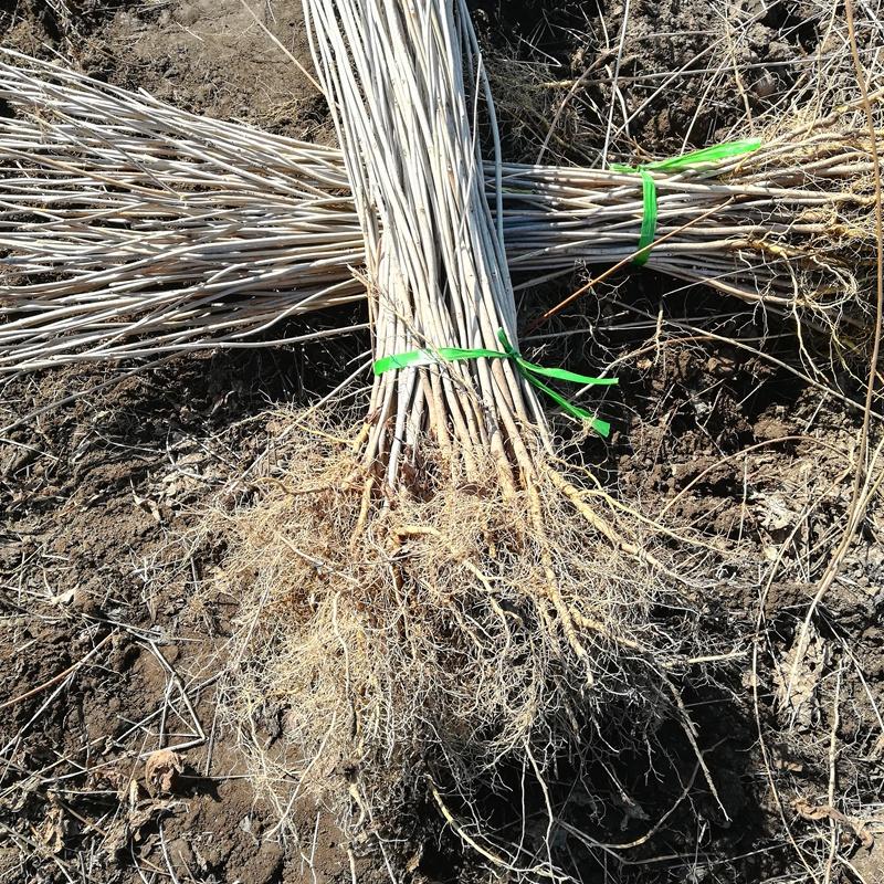 黄柏树苗基地 黄柏苗 批发黄柏苗 桓仁瑞林