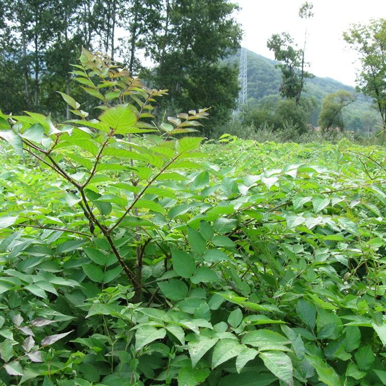 长期大量供应乌龙头苗-辽宁刺嫩芽苗价格