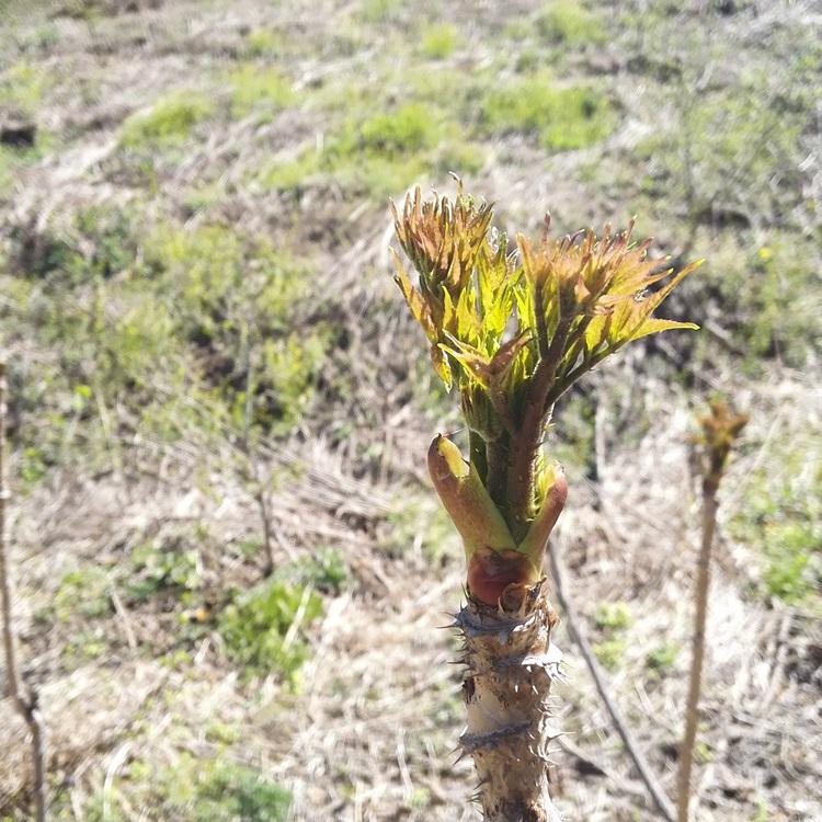 刺老包种植 树头菜种苗 刺老包苗批发供应