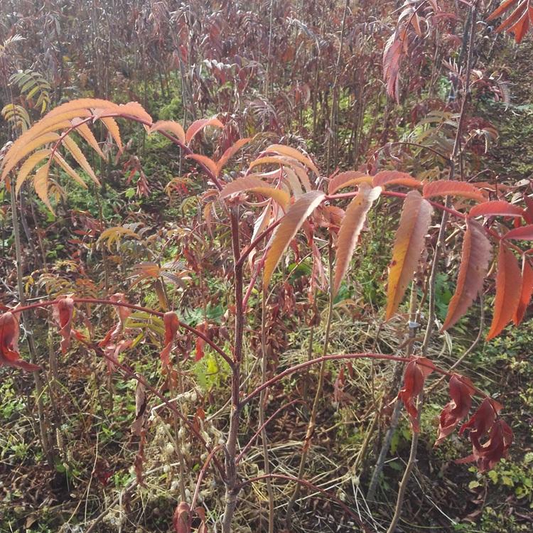 辽宁 桓仁瑞林直发 一年生花楸苗 百华花楸基地