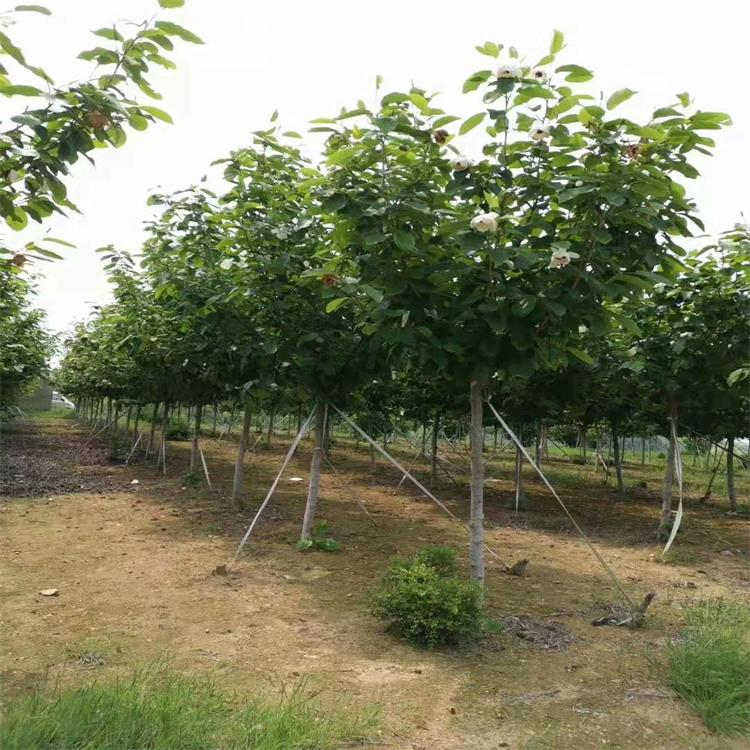 丛生白桦 辽宁白桦树供应