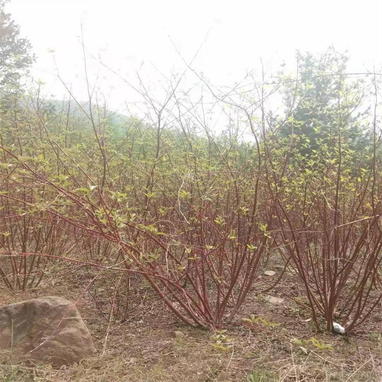 大墩红瑞木  辽宁红瑞木苗木种植基地 绿化用工程用红瑞木