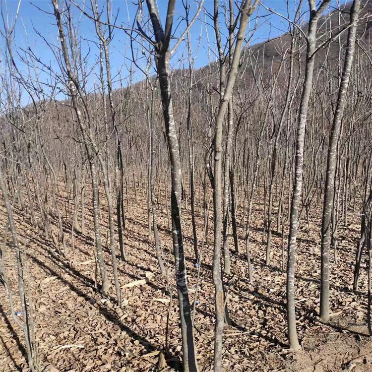 花曲柳 辽宁从生花曲柳苗种植基地 花曲柳树苗批发