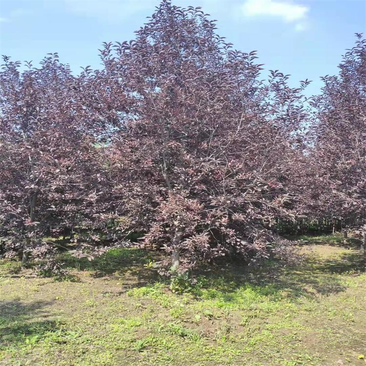 紫叶稠李 辽宁丛生紫叶稠李 紫叶稠李小苗批发 绿化苗木