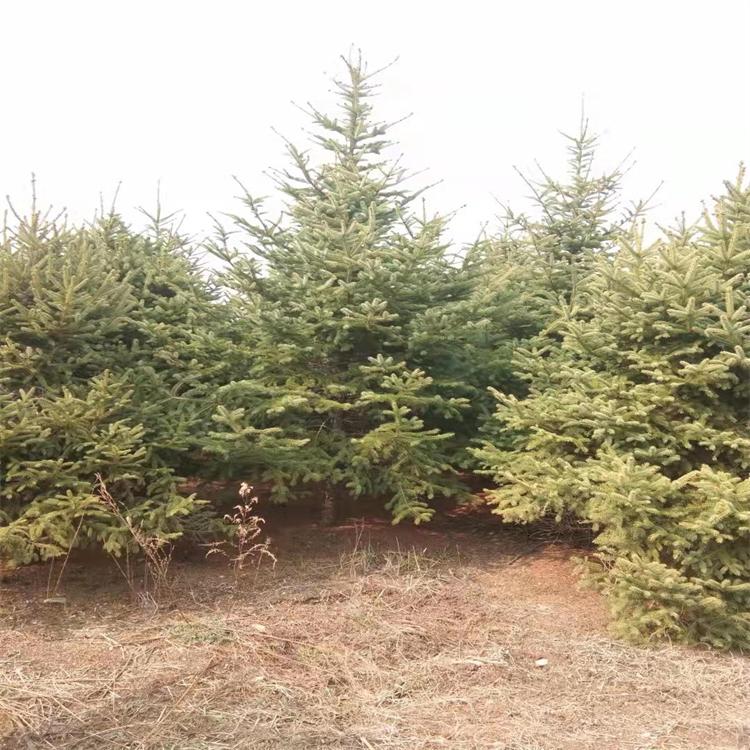 假青扦 辽宁假青扦云杉 东北云杉 青扦 红皮 假青 密枝云杉