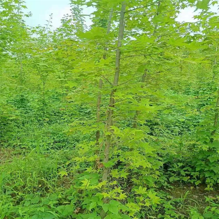 五角枫 辽宁绿叶丛生五角枫 丛生五角枫价格 抗旱耐寒风景树