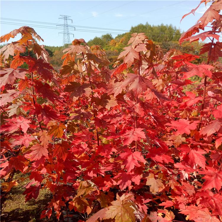 美国红枫树苗 园林造景小区公园绿化 红叶持续长久