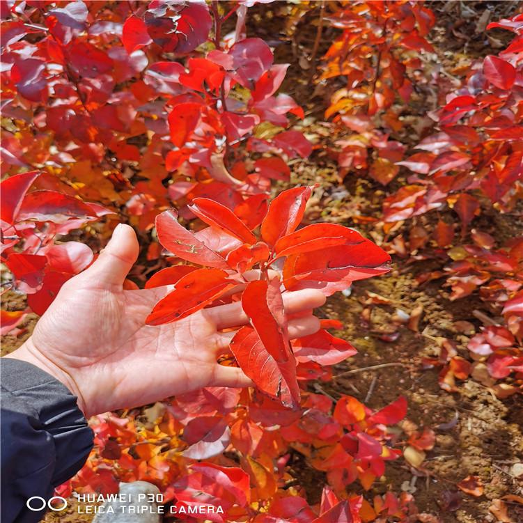 耐寒美观彩叶豆梨 秋火焰嫁接小苗 新品种