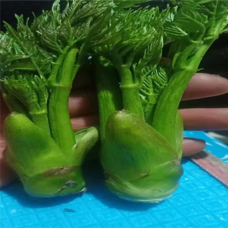 产地直销刺嫩芽苗 刺嫩芽苗供应 刺嫩芽苗批发价格