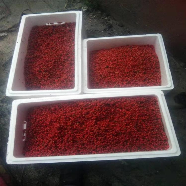 增贵苗圃红豆杉种子 红豆杉种子批发价格 优质红豆杉种子