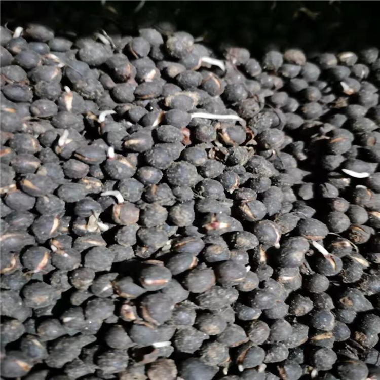 增贵苗圃红豆杉种子 红豆杉种子批发价格 优质红豆杉种子