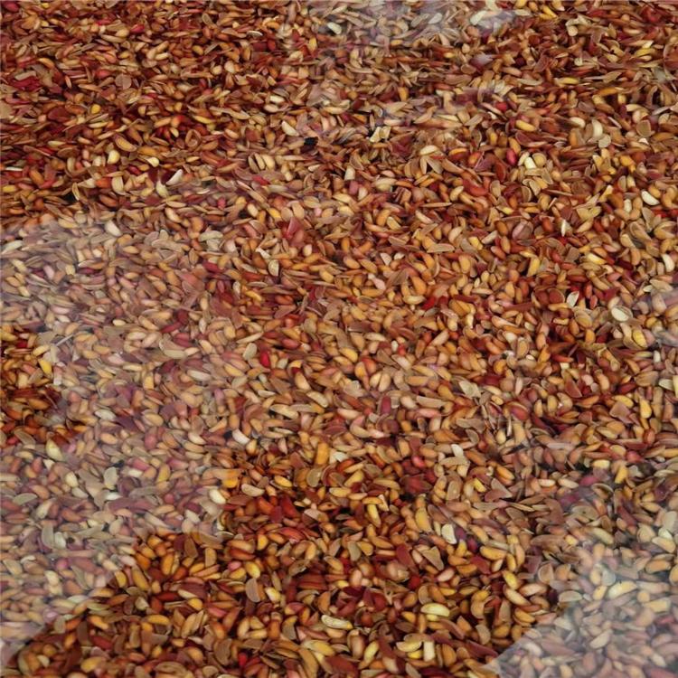 刺五加种子 增贵苗圃刺五加种子价格 刺五加种子批发