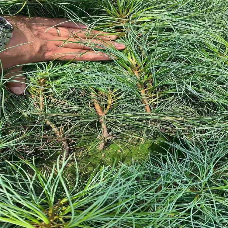 红松树苗种植基地 红松树苗价格 红松树苗批发