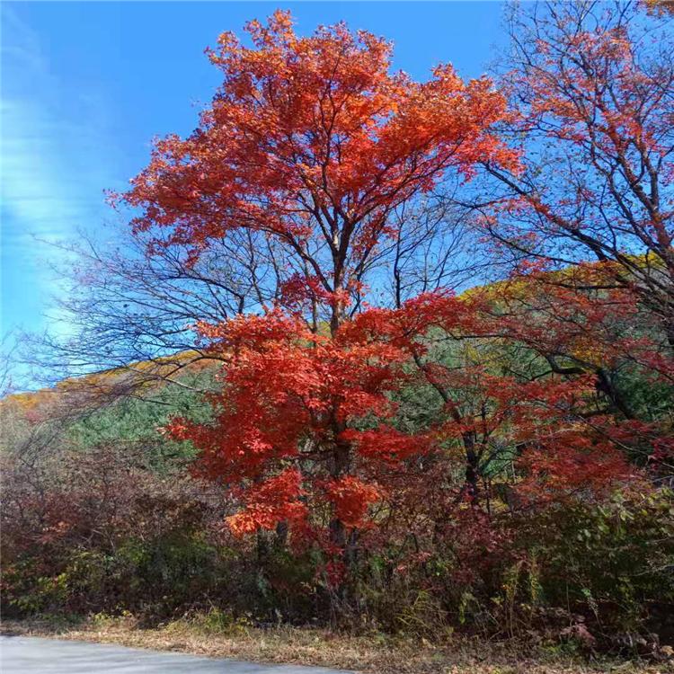 红枫树苗 红枫树苗价格 红枫树苗批发 红枫树苗种植基地