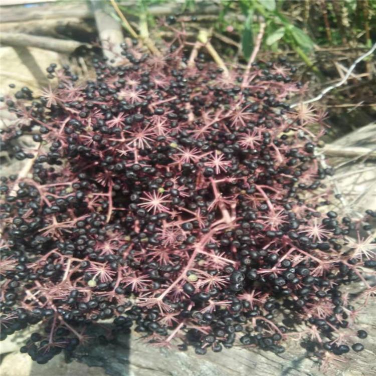 产地直销刺嫩芽种子 成活率高刺嫩芽种子价格