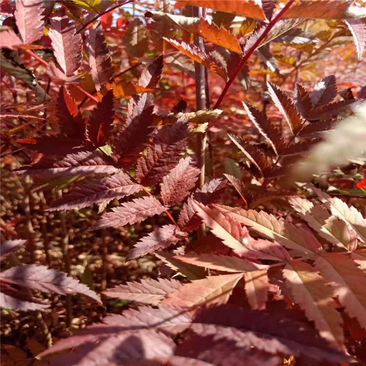 苗圃供应 花楸苗 花楸苗批发 花楸三年苗