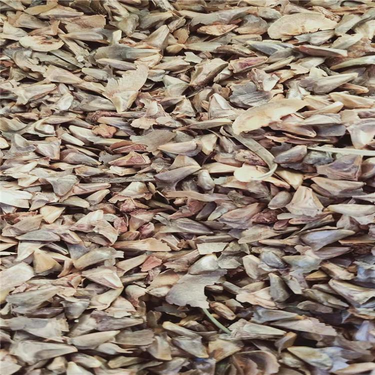 增贵苗圃供应优质冷杉种子 东北乔木树种种子 东北苗圃冷杉种子批发价格