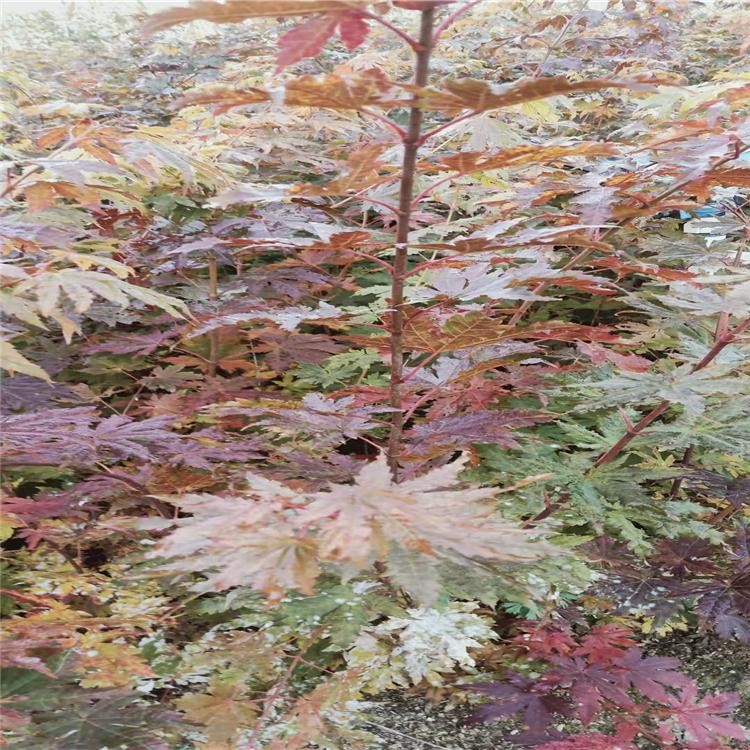 增贵苗圃九角枫树苗 批发九角枫树苗价格 九角枫树苗种植基地