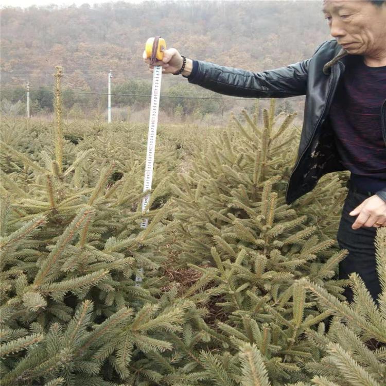 增贵苗圃优质云杉树苗 云杉树苗价格 云杉树苗大量现货批发