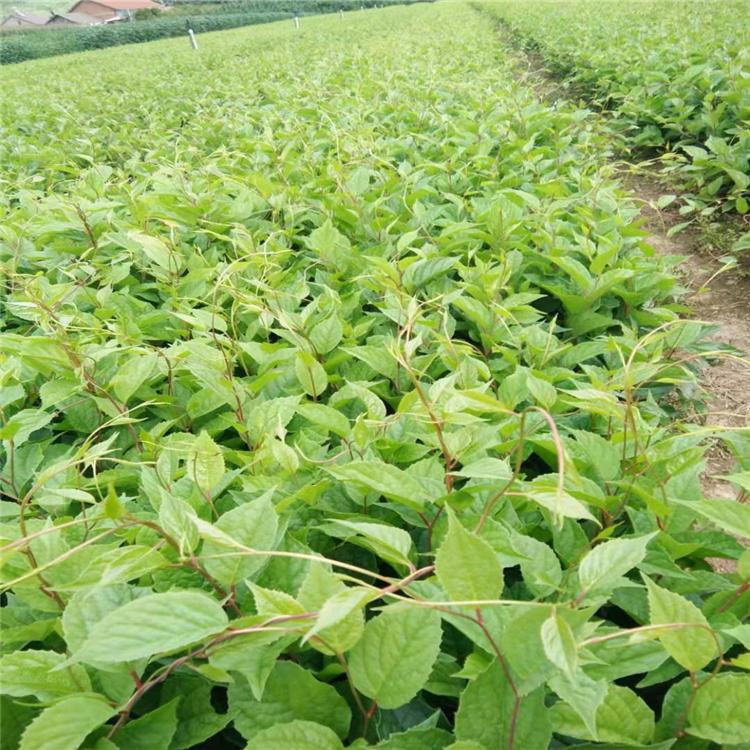 五味子苗 五味子苗大量现货 优质供应 价格优惠