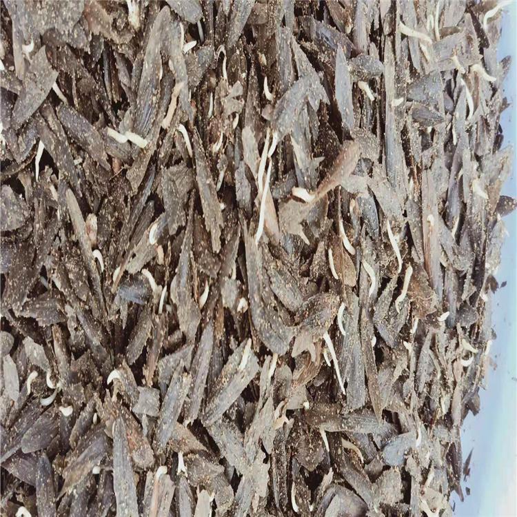 水曲柳种子 增贵苗圃供应水曲柳种子 水曲柳种子价格