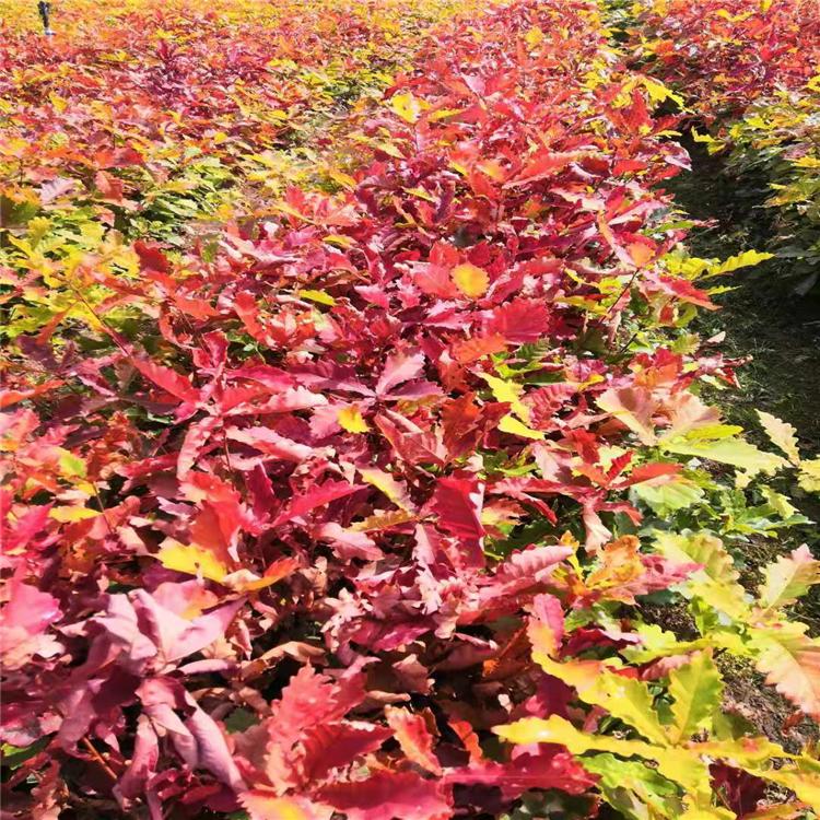 蒙古栎苗 蒙古栎树苗价格 蒙古栎苗批发