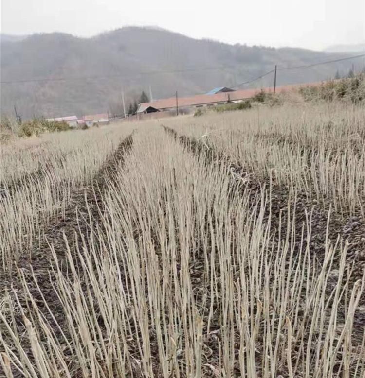 山核桃苗 核桃楸树苗批发 现货供应  量大优惠