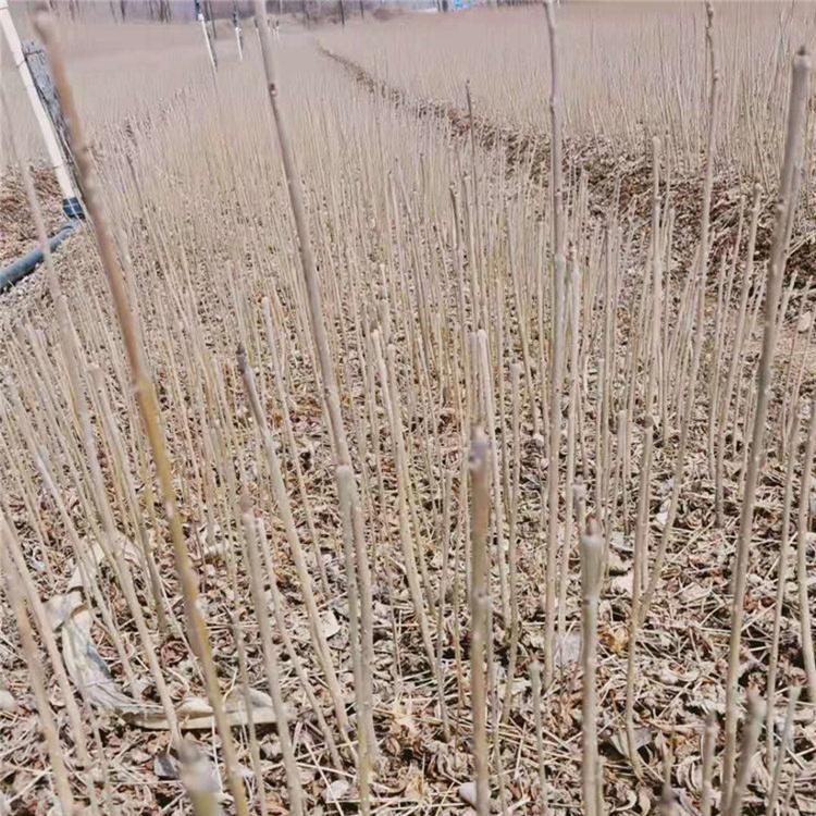 水曲柳苗 水曲柳苗现货批发 增贵苗圃供应水曲柳苗价格