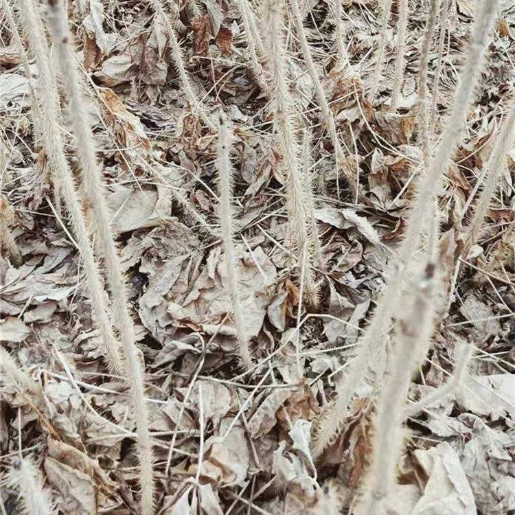 优质长梗刺五加苗选桓仁增贵苗圃 现货供应 批发价格