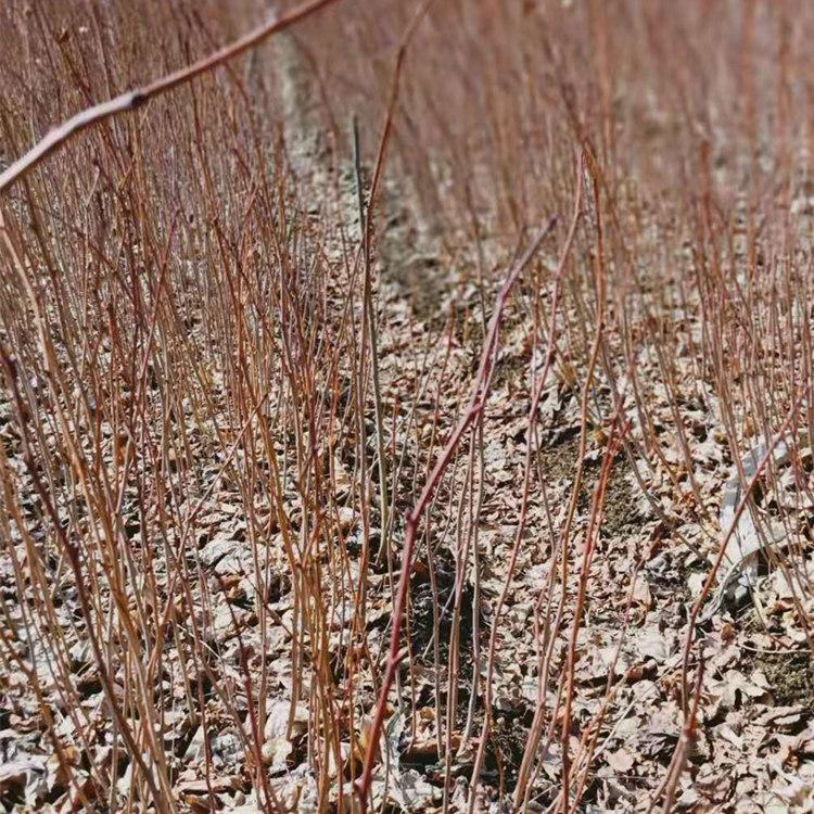 紫椴苗 椴树苗 椴树苗价格 东北椴树苗批发
