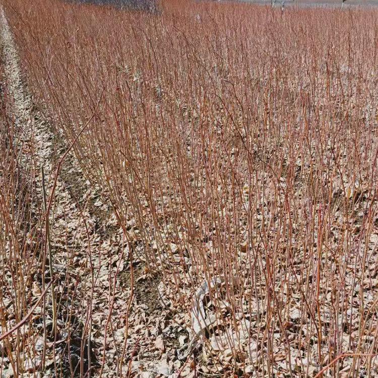 紫椴苗 椴树苗 椴树苗价格 东北椴树苗批发