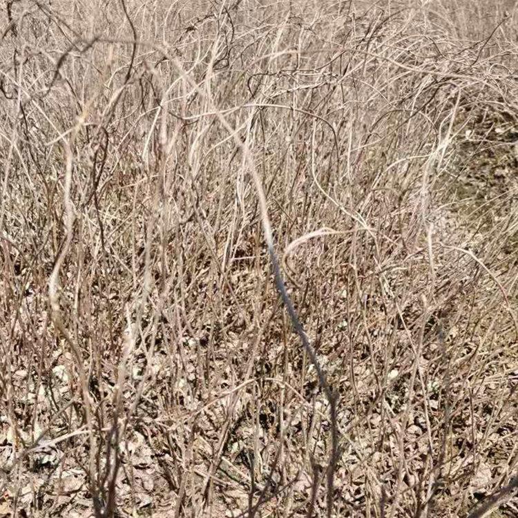 五味子苗 五味子苗大量现货 优质供应 价格优惠