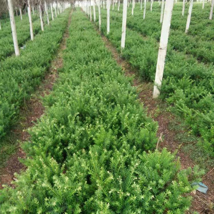 红豆杉 东北红豆杉苗 红豆杉苗价格 红豆杉苗批发