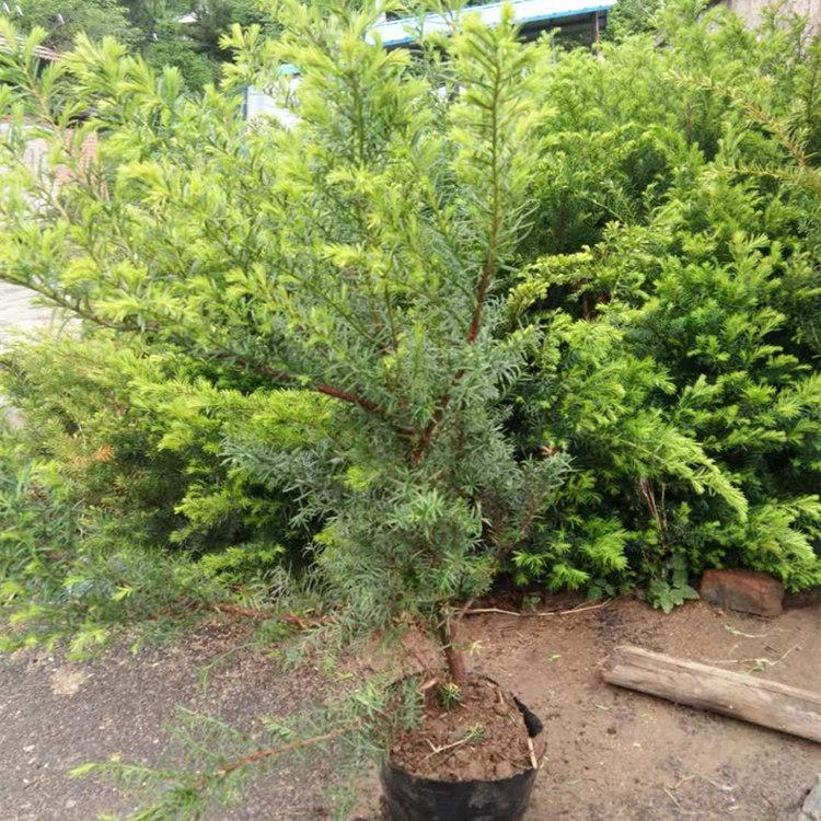 东北红豆杉杯苗 增贵苗圃 优质供应红豆杉杯苗 精品红豆杉杯苗