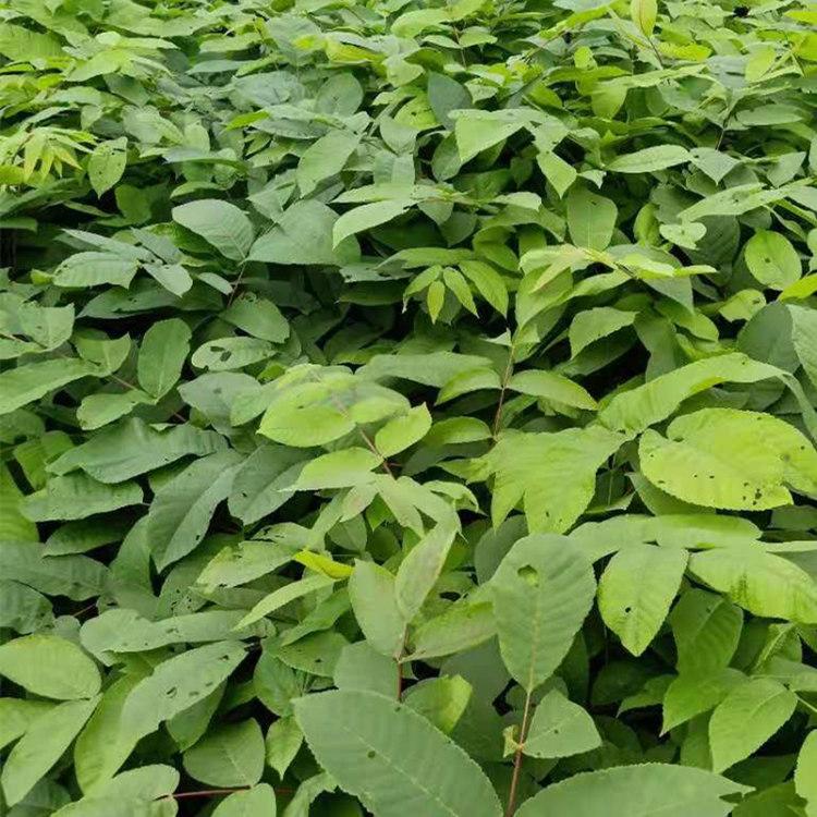 增贵苗圃-核桃楸苗 山核桃苗 厂家直销 批发价格  存活率高