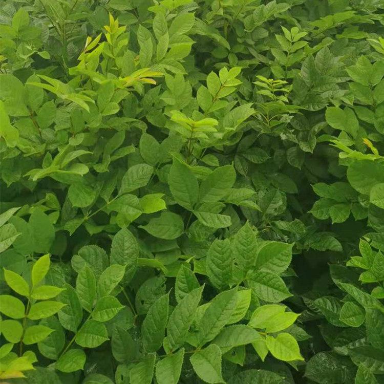 水曲柳苗 优质供应水曲柳苗 价格合理 存活率高  