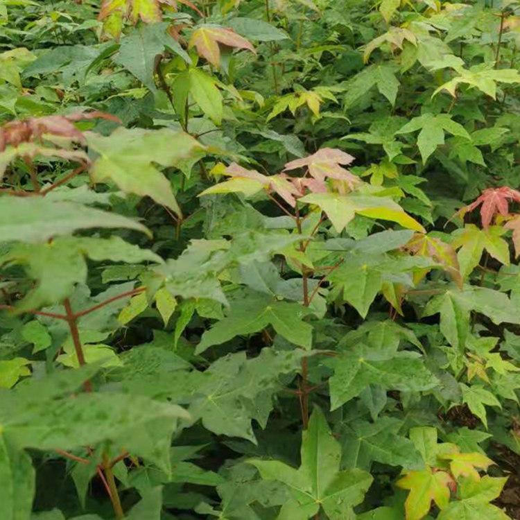 五角枫苗 地锦槭苗价格 色木槭苗 丫角枫苗批发 五角槭 秀丽槭