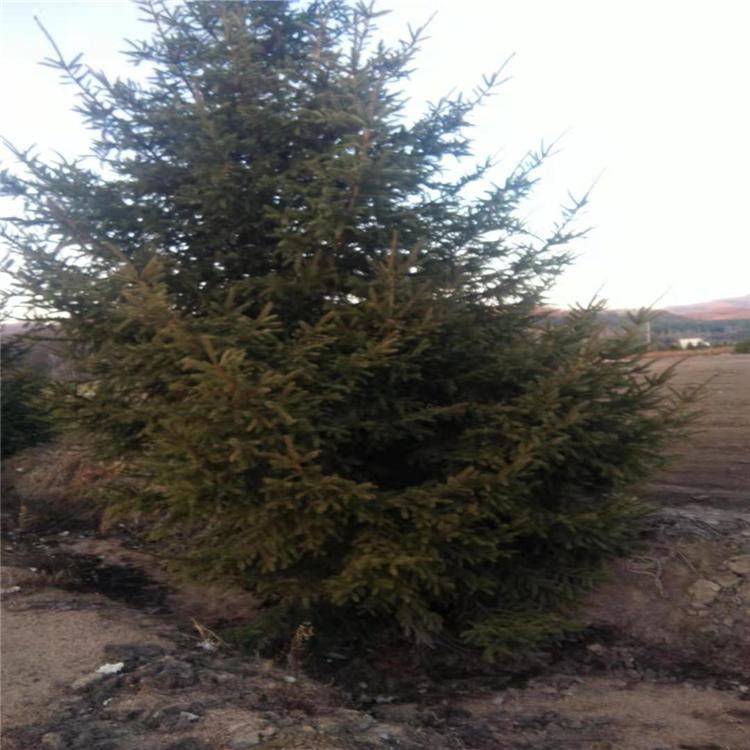 增贵苗圃优质云杉树苗 云杉树苗价格 云杉树苗大量现货批发