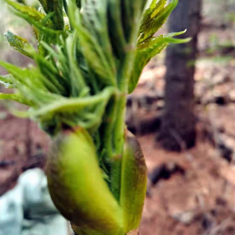 抗旱耐寒刺嫩芽苗 长期供应  基地现采 质优价廉 