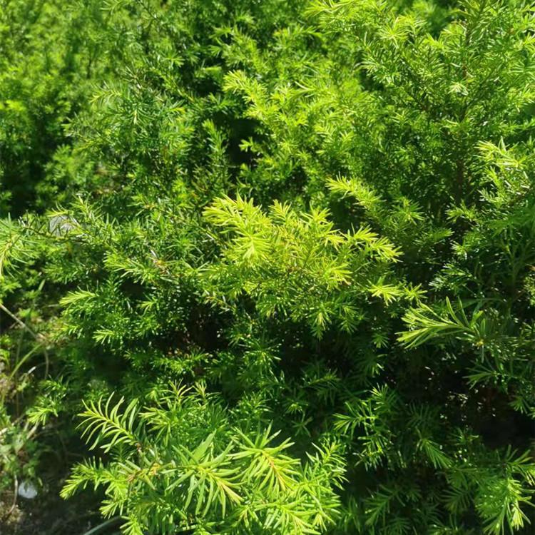 辽宁红豆杉苗 东北红豆杉杯苗批发  基地直发