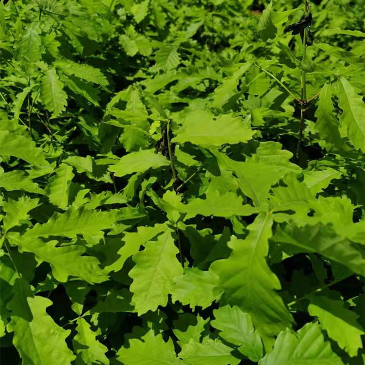 增贵苗圃大量现货供应蒙古栎苗 柞树苗 质优价廉