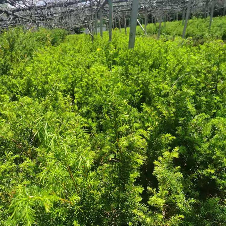 增贵苗圃红豆杉苗 红豆杉树苗 红豆杉钵苗 大量现货基地直销价格优惠