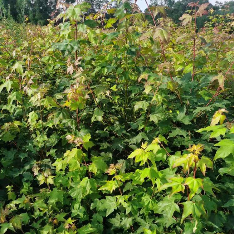 辽宁五角枫苗  五角枫树苗  庭院工程绿化苗存活率高 苗圃直供 量大从优