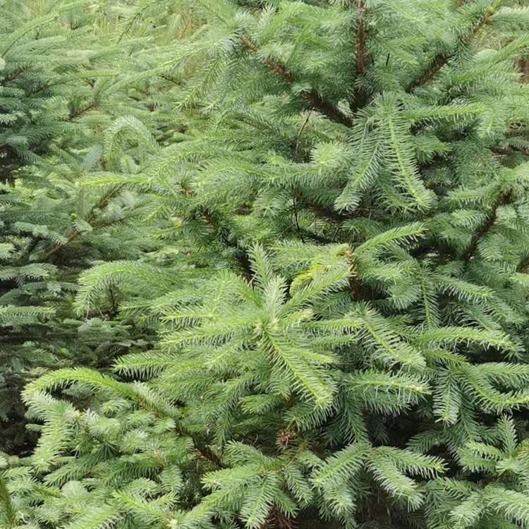 辽宁云杉树 云杉苗云杉树苗 价格优惠 种类齐全 批发直销